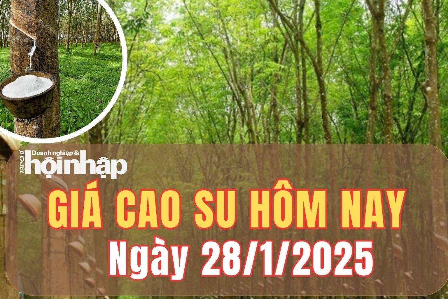 Giá cao su hôm nay 26/1/2025: Tại Công ty Cao su Phú Riềng, giảm 5 đồng/TSC/DRC với mủ nước