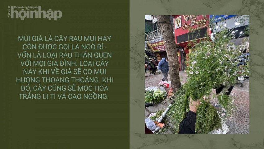 Khám phá tác dụng của việc tắm lá mùi già vào chiều Tất niên Khám phá tác dụng của việc tắm lá mùi già vào chiều Tất niên