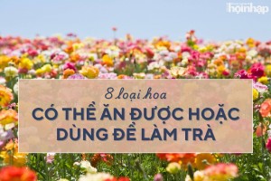 8 loại hoa chứa nhiều dinh dưỡng có thể ăn được hoặc dùng để làm trà