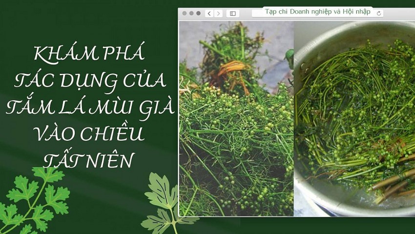 Khám phá tác dụng của việc tắm lá mùi già vào chiều Tất niên Khám phá tác dụng của việc tắm lá mùi già vào chiều Tất niên