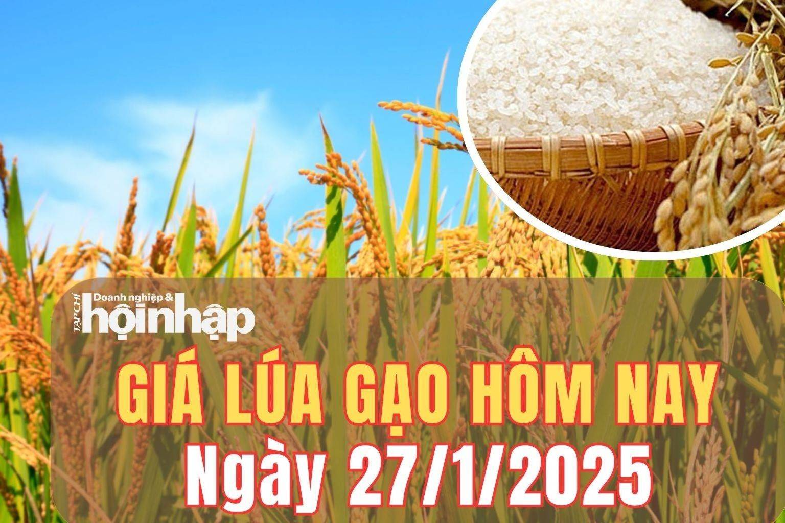 Giá lúa gạo hôm nay 27/1/2025: Giá lúa gạo giữ đà ổn định trong ngày cận Tết