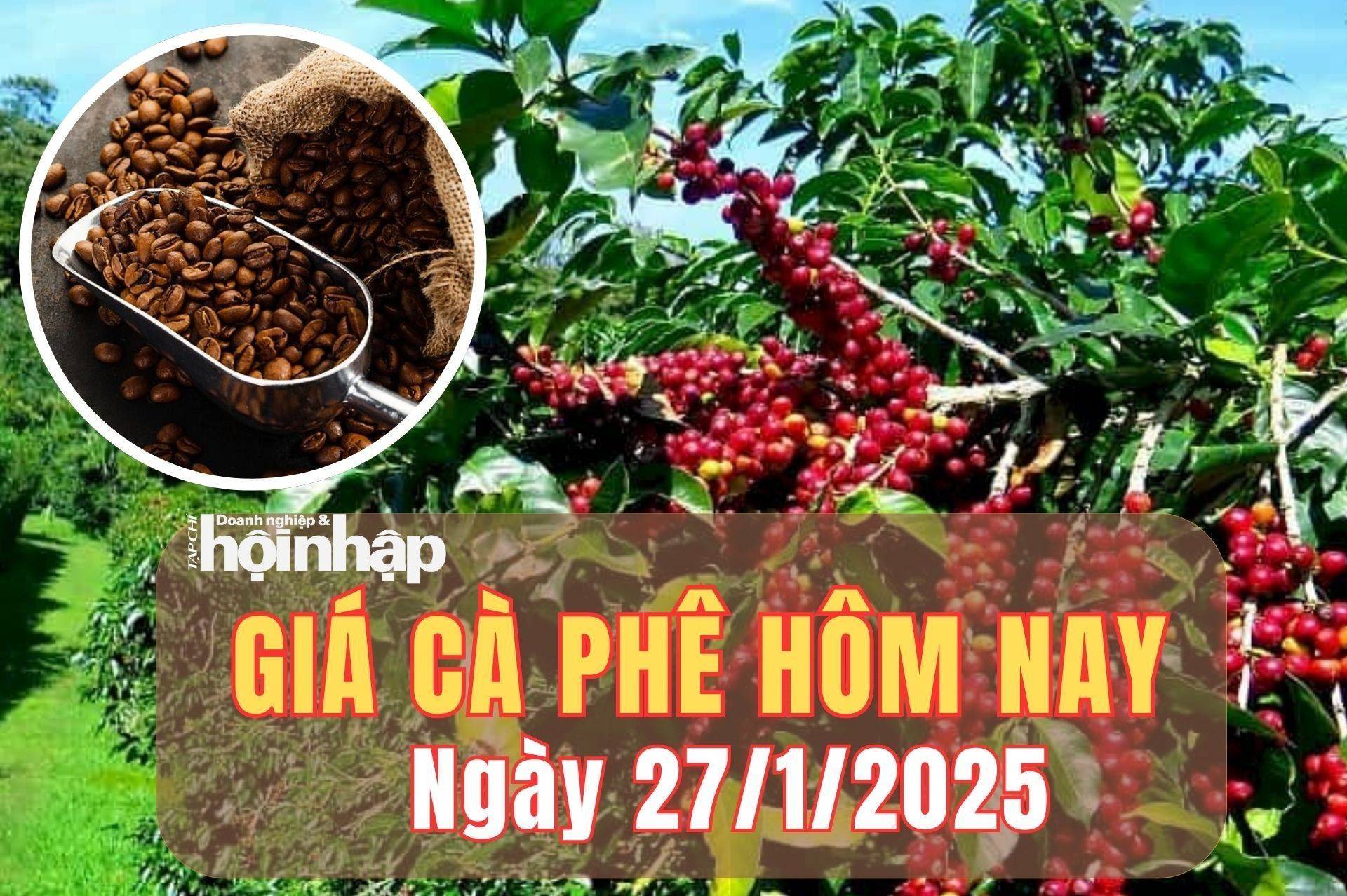 Giá cà phê hôm nay 27/1/2025: Giá cà phê trong nước tăng mạnh từ 5.200 - 5.500 đồng/kg