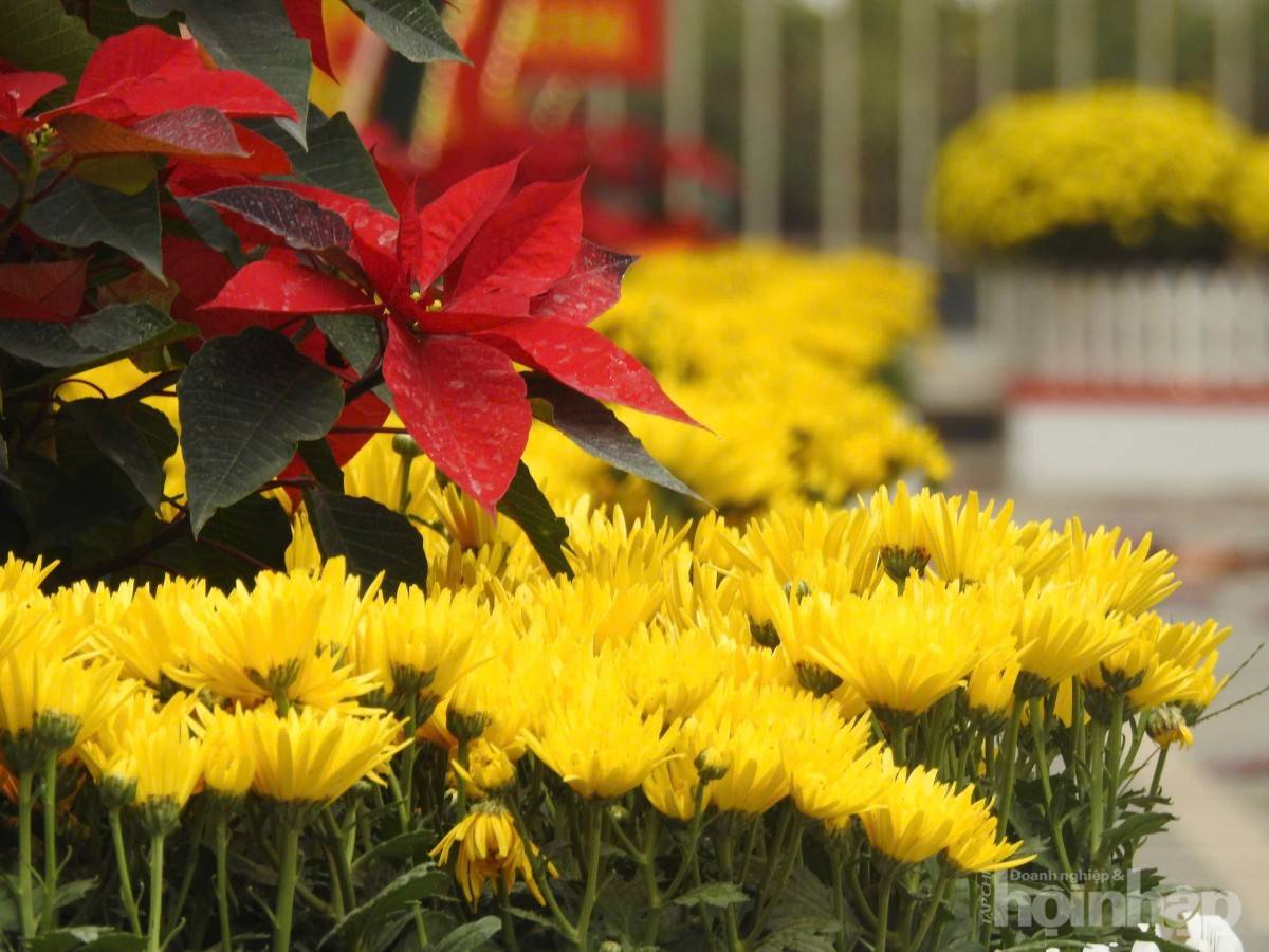 Phú Thọ: Thị xã lâu đời nhất rực rỡ đón xuân 2025