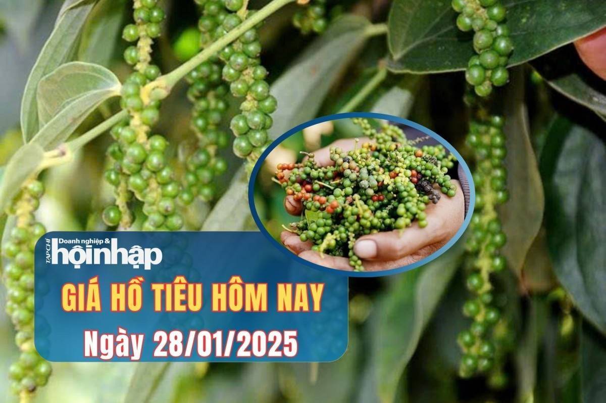 Giá tiêu hôm nay 28/1: Giấ triệu trong nước đạt mức 148.000 đồng/kg