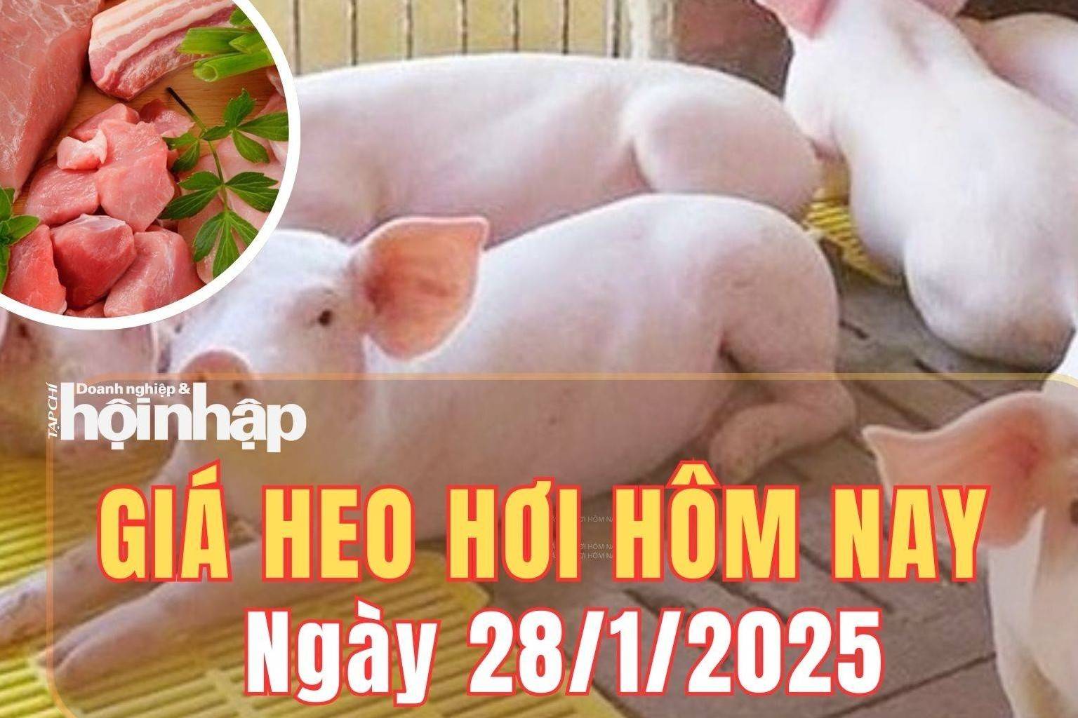 Giá heo hơi hôm nay 28/1/2025: Giá heo hơi tiếp đà ổn định do nguồn cung dồi dào