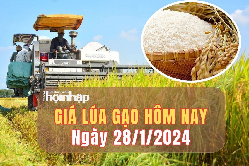 Giá lúa gạo hôm nay 28/1/2025: Giá lúa gạo đi ngang, các mặt hàng lúa gạo bình ổn 