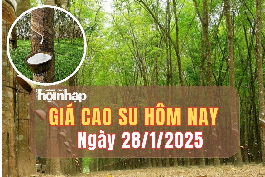 Giá cao su hôm nay 28/1/2025: Giá cao su thế giới tiếp đà tăng, trong nước ổn định Giá cao su hôm nay 28/1/2025: Giá cao su thế giới tiếp đà tăng, trong nước ổn định