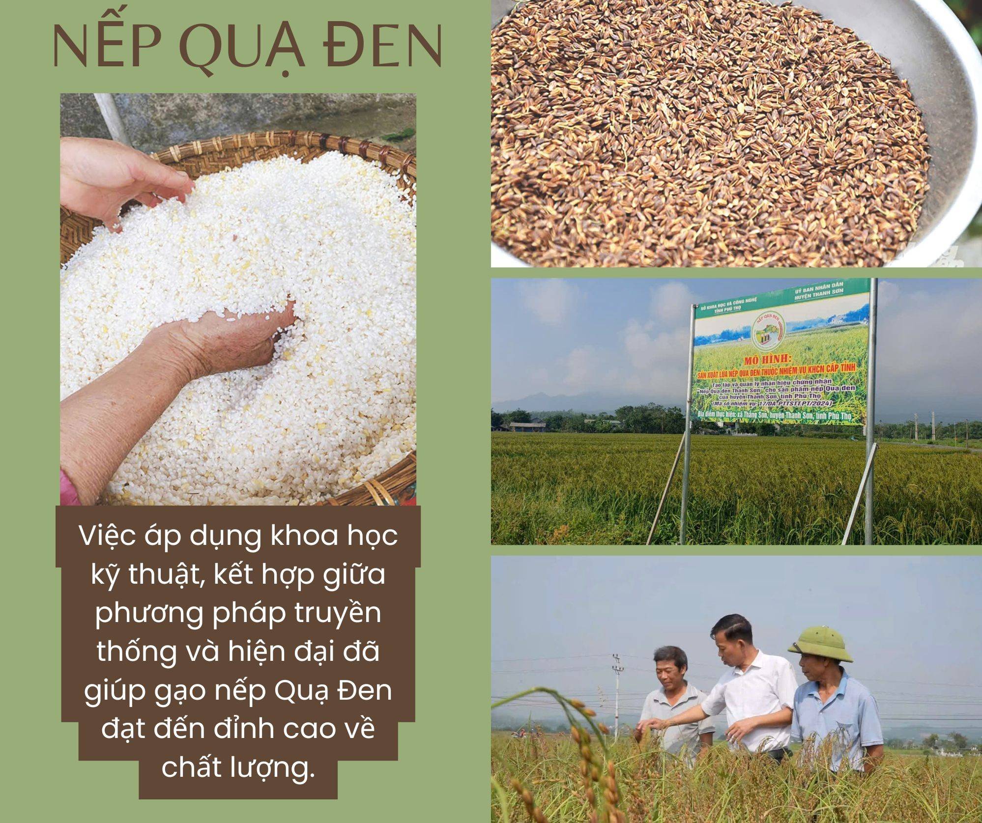 Nếp Quạ Đen: Viên ngọc quý của nền văn hóa ẩm thực Thanh Sơn