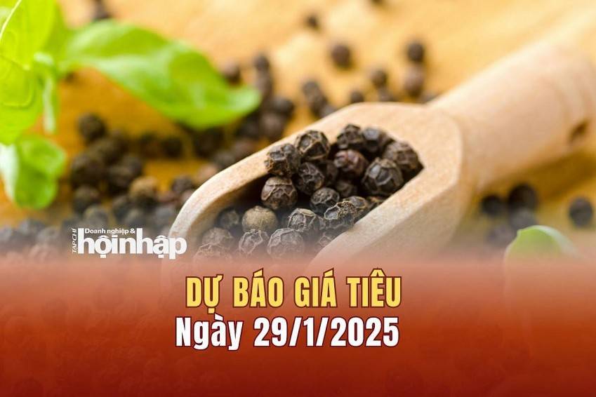 Dự báo giá tiêu 29/1: Giá tiêu thế giới biến động, trong nước ổn định