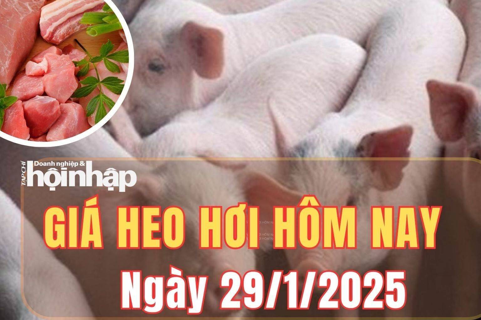 Giá heo hơi hôm nay 29/1/2025: Giá heo hơi duy trì ổn định trên cả nước