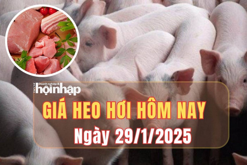 Giá heo hơi hôm nay 29/1/2025: Giá heo hơi duy trì ổn định trên cả nước Giá heo hơi hôm nay 29/1/2025: Giá heo hơi duy trì ổn định trên cả nước