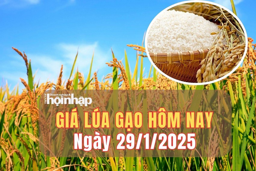 Giá lúa gạo hôm nay 29/1/2025: Giá lúa gạo trong nước bình ổn trong ngày đầu năm