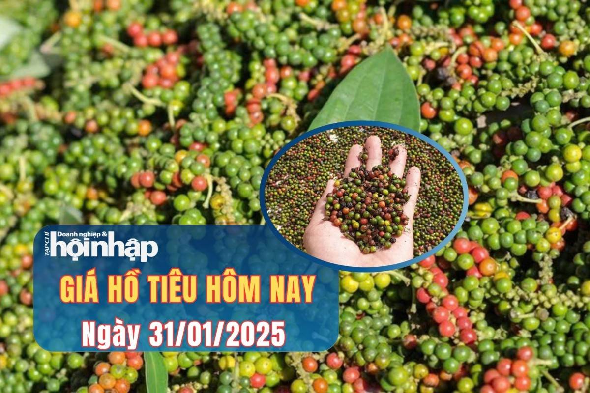 Giá tiêu hôm nay 31/1: