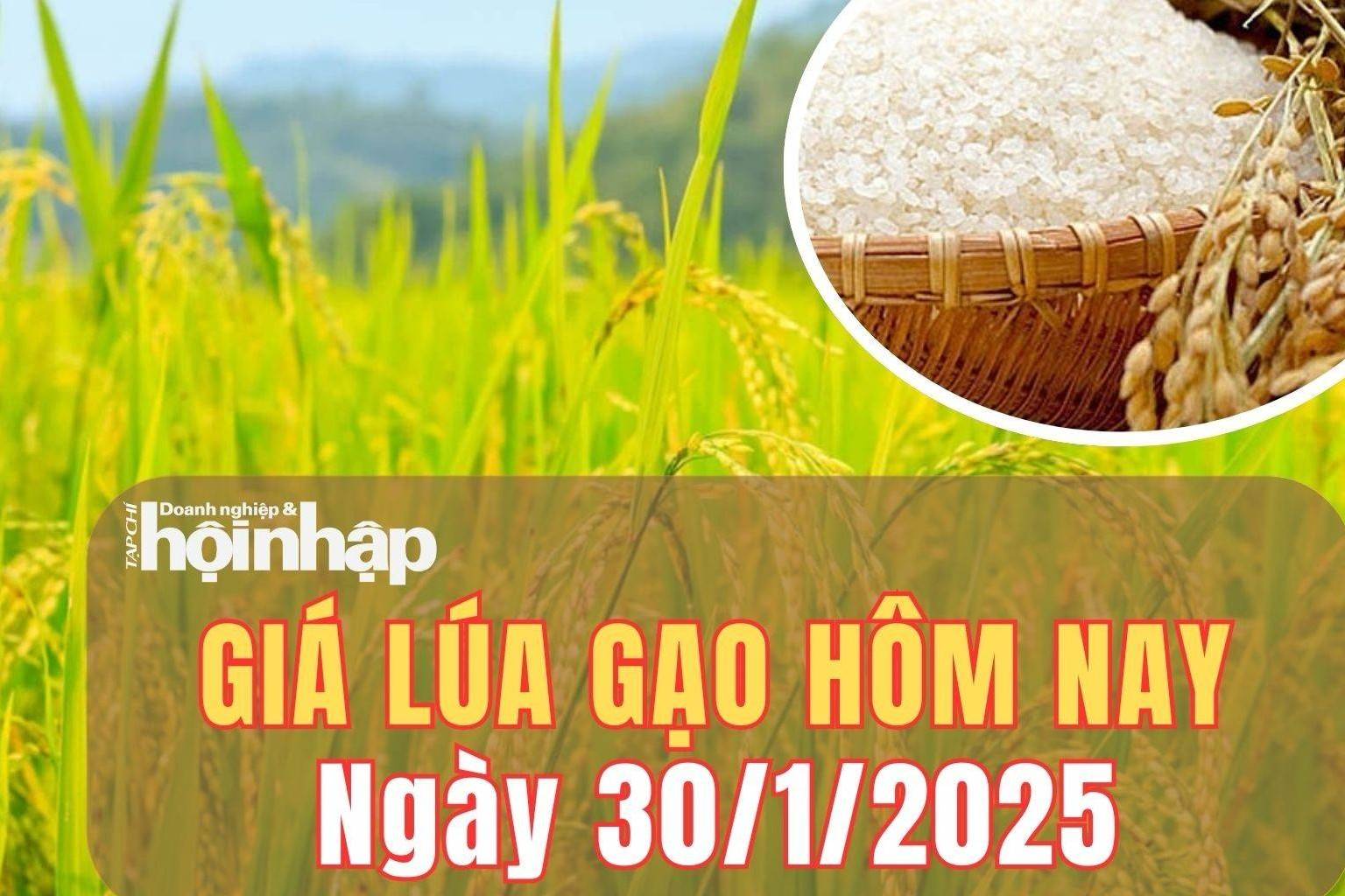 Giá lúa gạo hôm nay 30/1/2025: Giá lúa gạo tiếp tục duy trì đà ổn định