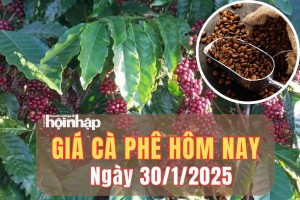 Giá cà phê hôm nay 30/1/2025: Giá cà phê trong nước quay đầu tăng mạnh từ 1.500 – 1.600 đồng/kg