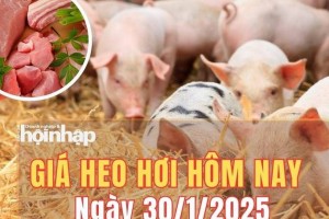 Giá heo hơi hôm nay 30/1/2025: Giá heo hơi tiếp tục ổn định trong kỳ nghỉ Tết Nguyên đán