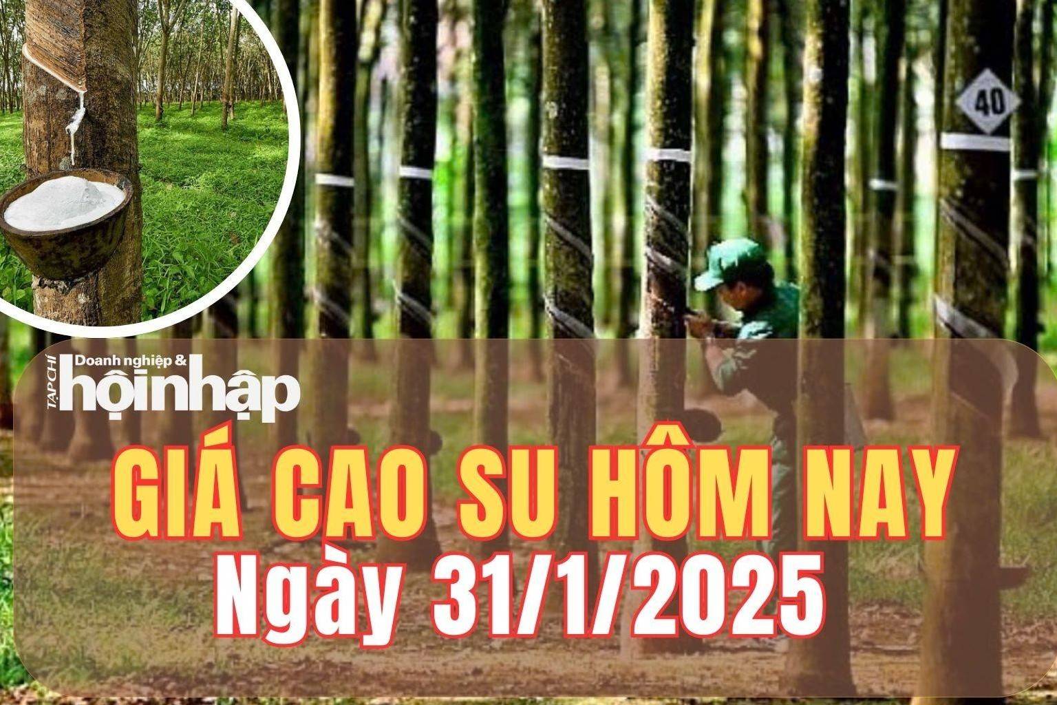 Giá cao su hôm nay 31/1/2025: Tại sàn Tocom - Nhật Bản, giá cao su RSS 3 tăng - giảm trái chiều