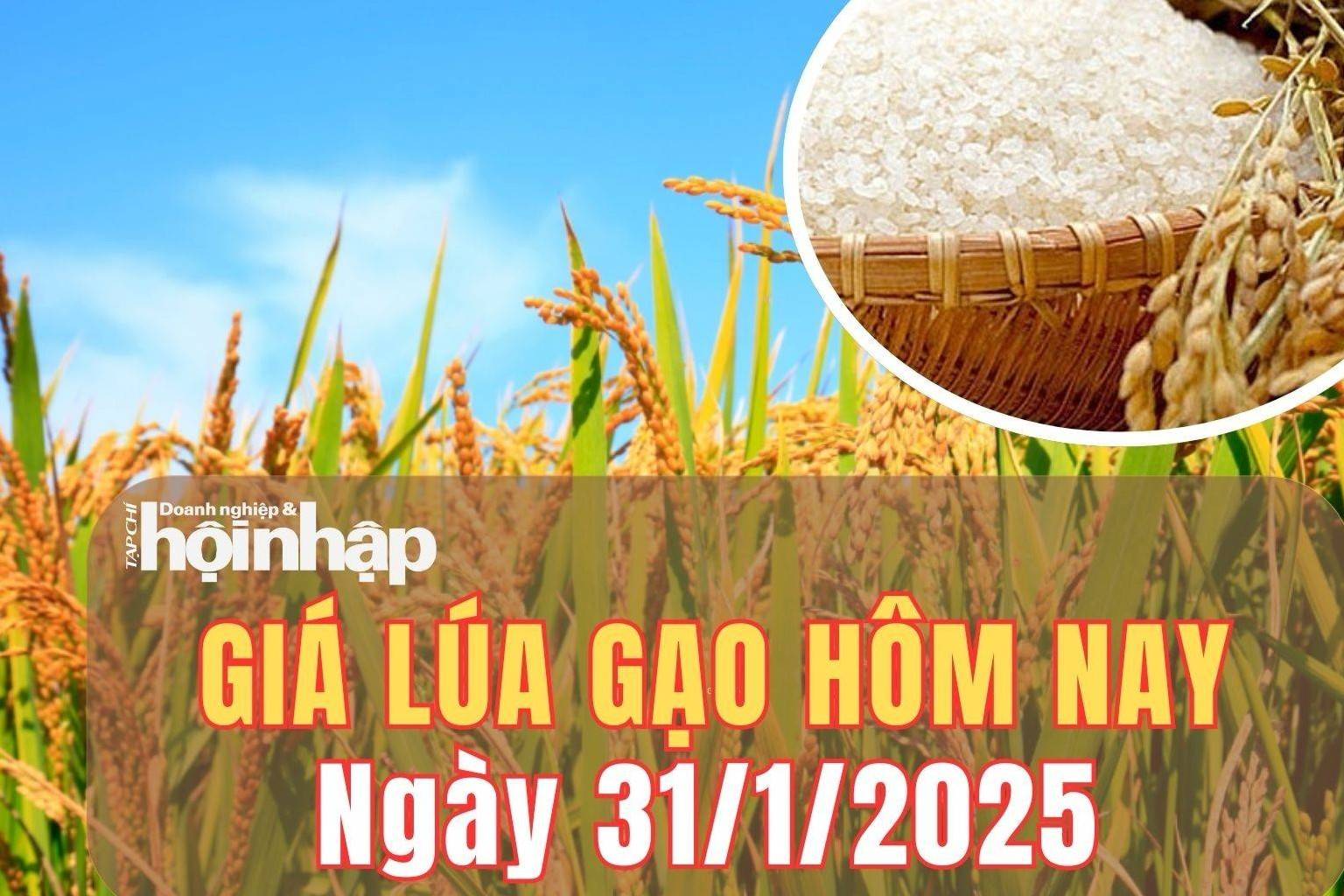 Giá lúa gạo hôm nay 31/1/2025: Các kho nghỉ Tết, giá lúa gạo đi ngang