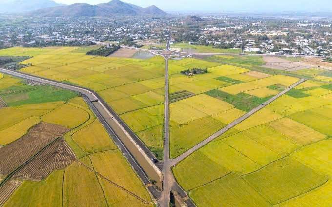 Cánh đồng lúa xanh mướt ở huyện Long Đất, tỉnh Bà Rịa - Vũng Tàu