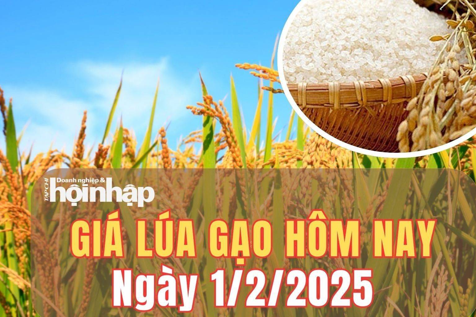 Giá lúa gạo hôm nay 1/2/2025: Giá lúa gạo vẫn giữ đà ổn định