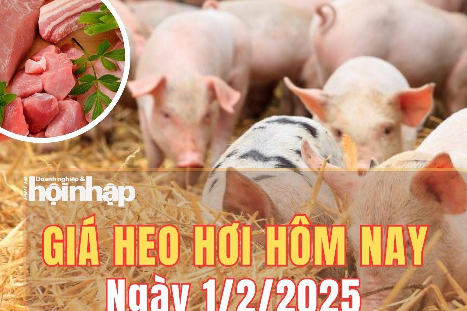 Giá heo hơi hôm nay 1/2/2025: Thị trường đang trong kỳ nghỉ Tết, giá heo hơi bình ổn