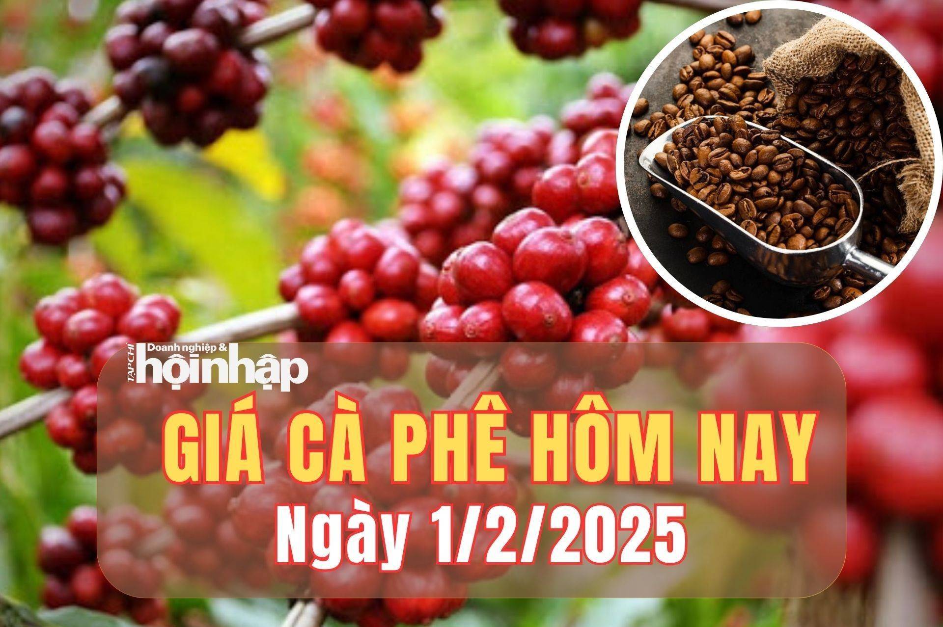 Giá cà phê hôm nay 1/2/2025: Giá cà phê trong nước tăng thêm 1.000 - 1.300 đồng/kg