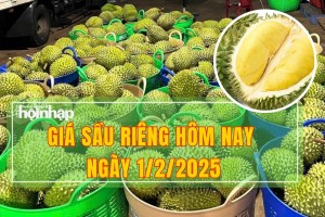 Giá sầu riêng hôm nay 1/2: Thị trường đang trở lại đà tăng