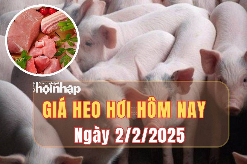 giá heo hơi giá heo hơi