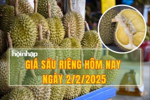 Giá sầu riêng hôm nay 2/2: Các kho hoạt động trở lại, giá tăng mạnh