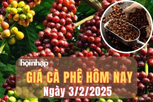 Giá cà phê hôm nay 3/2/2025: Trong kỳ nghỉ Tết, giá cà phê arabica và robusta liên tiếp thiết lập kỷ lục mới