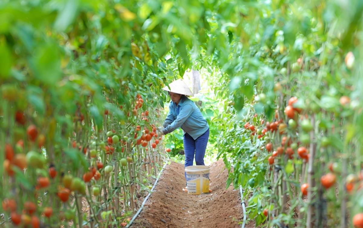 Sơn La: Thị xã Mộc Châu dẫn đầu về nông sản với 32 sản phẩm OCOP Sơn La: Thị xã Mộc Châu dẫn đầu về nông sản với 32 sản phẩm OCOP