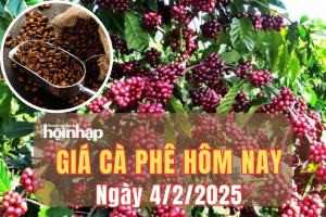 Giá cà phê hôm nay 4/2/2025: Giá cà phê trong nước tăng mạnh từ 1.700 - 1.900 đồng/kg, thế giới biến động trái chiều