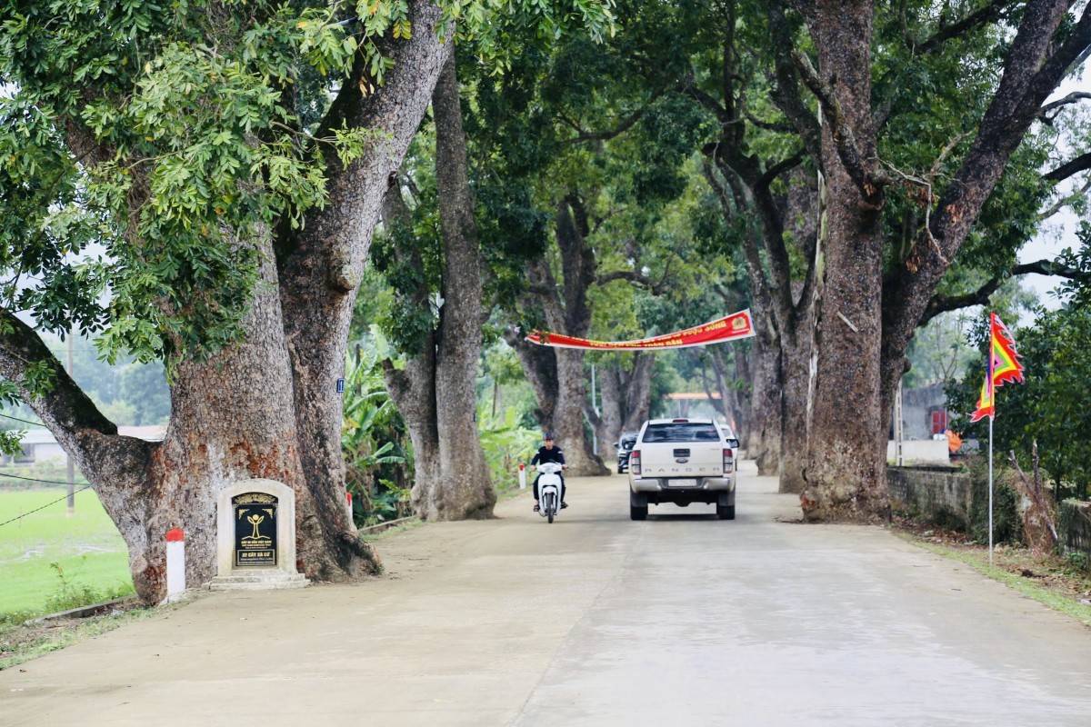 Hàng cây cổ thụ tỏa bóng mát hai bên đường lên đỉnh Ngàn Nưa