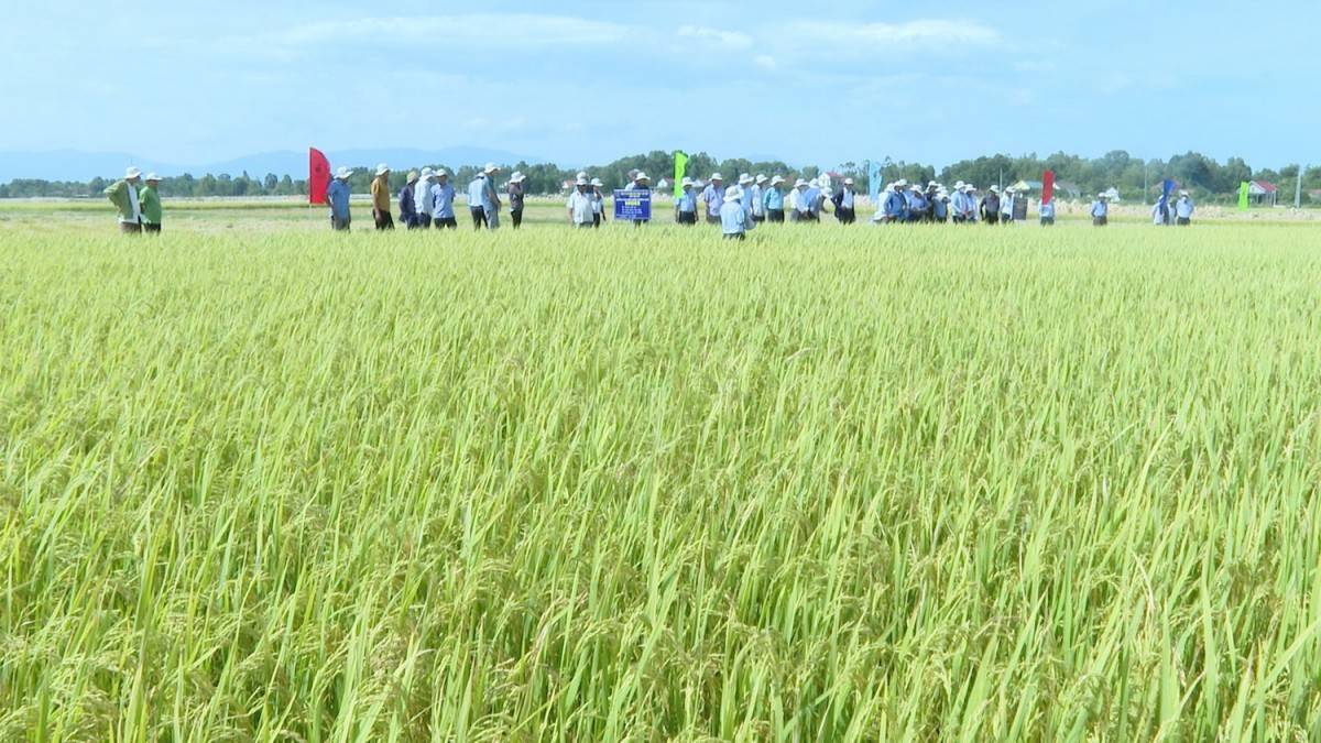 Huyện Quảng Trạch Đạt nhiều kết quả tích cực trong năm 2024