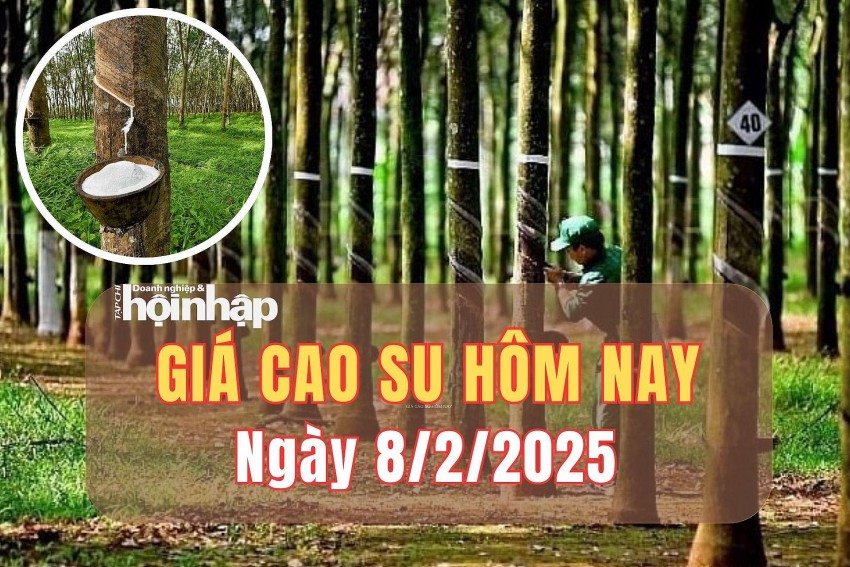 Giá cao su hôm nay 8/2/2025: Giá cao su thế giới quay trở lại đà giảm 