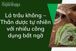 Lá trầu không: Thần dược tự nhiên với nhiều công dụng bất ngờ