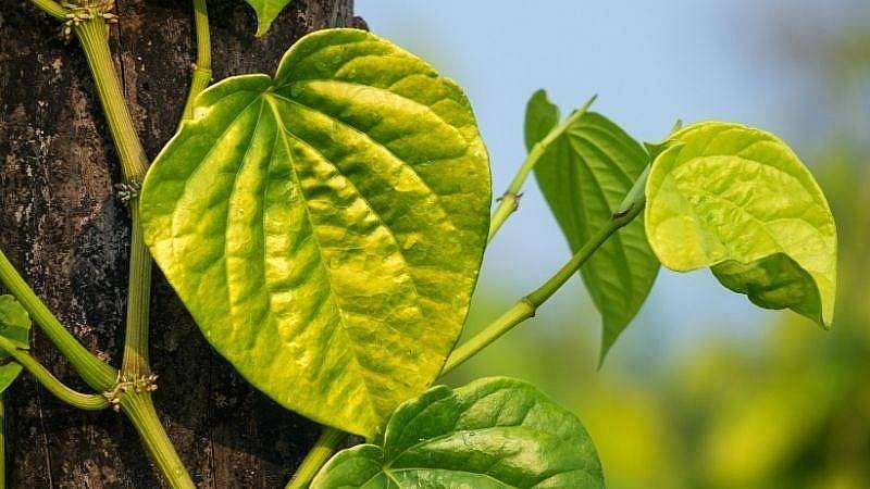 Lá trầu không: Thần dược tự nhiên với nhiều công dụng bất ngờ Lá trầu không: Thần dược tự nhiên với nhiều công dụng bất ngờ