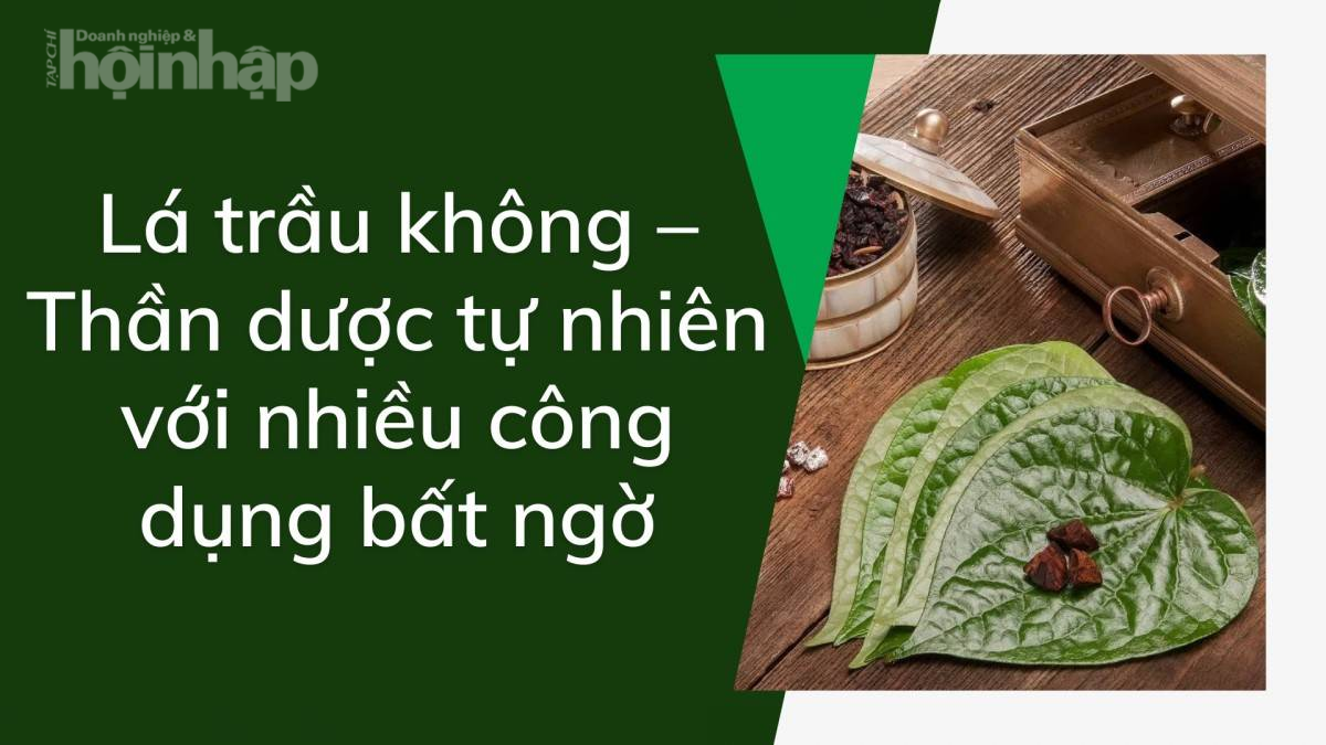 Lá trầu không: Thần dược tự nhiên với nhiều công dụng bất ngờ Lá trầu không: Thần dược tự nhiên với nhiều công dụng bất ngờ
