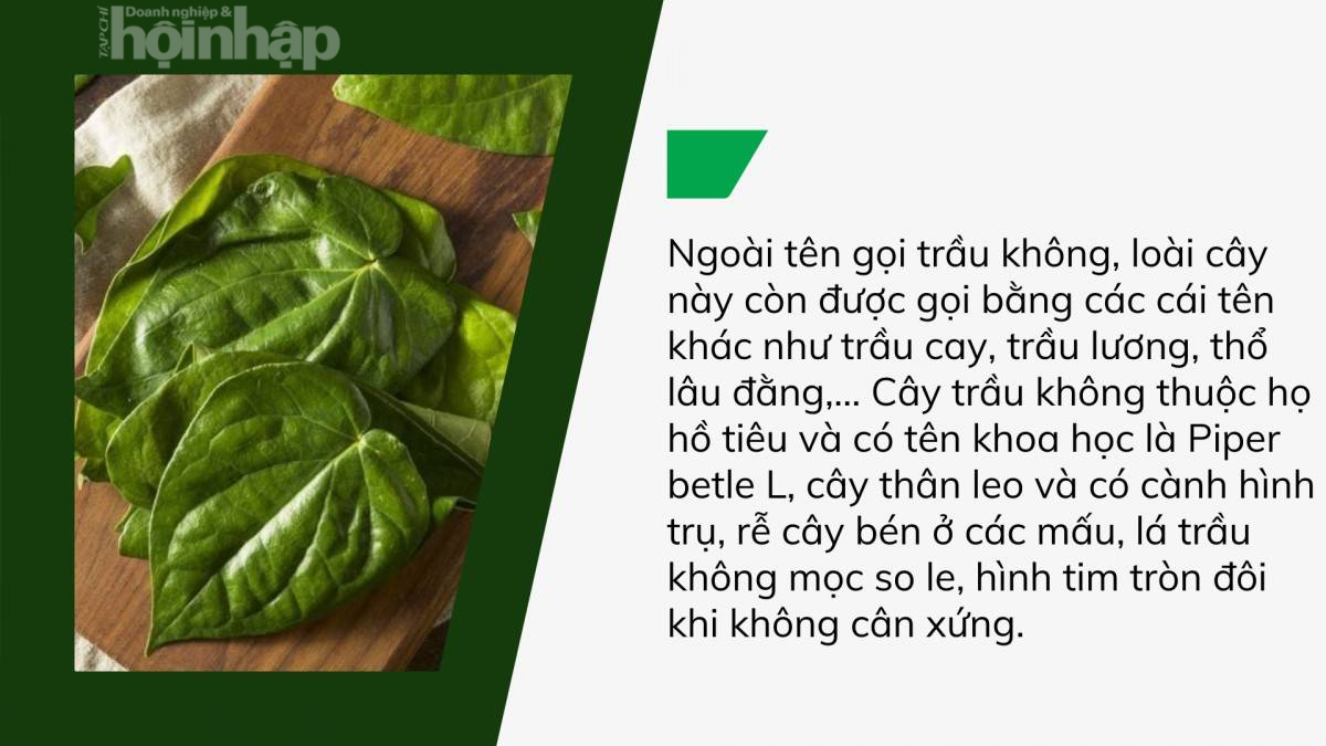 Lá trầu không: Thần dược tự nhiên với nhiều công dụng bất ngờ Lá trầu không: Thần dược tự nhiên với nhiều công dụng bất ngờ