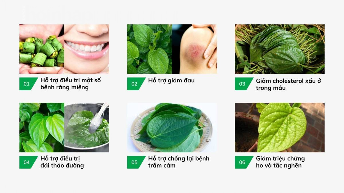 Lá trầu không: Thần dược tự nhiên với nhiều công dụng bất ngờ Lá trầu không: Thần dược tự nhiên với nhiều công dụng bất ngờ