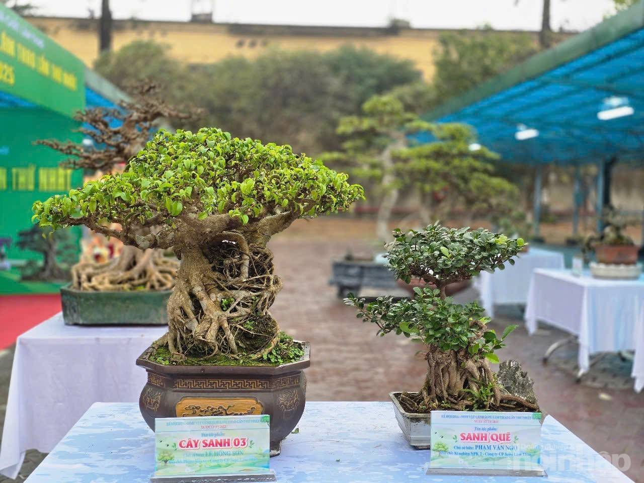 Không gian sắc màu thiên nhiên tại Supe Lâm Thao Không gian sắc màu thiên nhiên tại Supe Lâm Thao