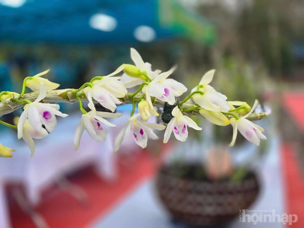 Không gian sắc màu thiên nhiên tại Supe Lâm Thao Không gian sắc màu thiên nhiên tại Supe Lâm Thao