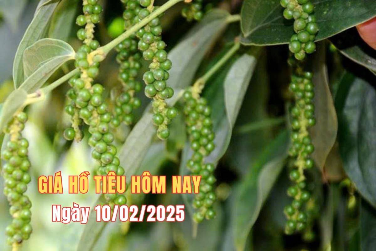 Giá tiêu hôm nay 9/2: Tiêu trong nước tăng mạnh 5 phiên liên tiếp