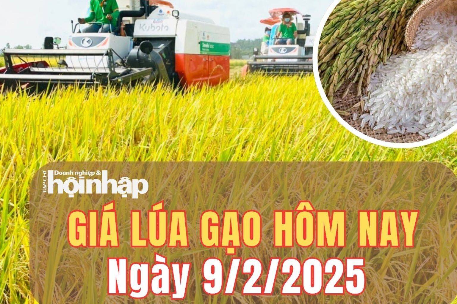 Giá lúa gạo hôm nay 9/2/2025: Phiên cuối tuần, giá lúa gạo trong nước và xuất khẩu ổn định