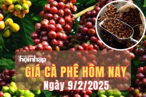 Giá cà phê hôm nay 9/2/2025: Giá cà phê trong nước giảm xuống dưới mức 130.000 đồng/kg