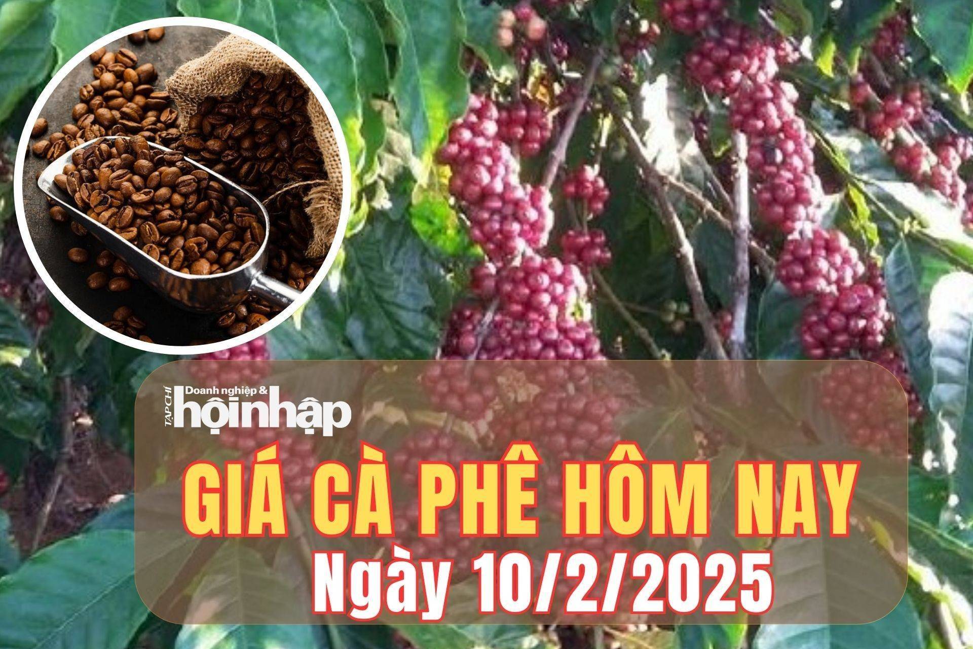 Giá cà phê hôm nay 10/2/2025: Giá cà phê trong nước tăng ở tuần thứ 4, arabica liên tiếp thiết lập kỷ lục mới