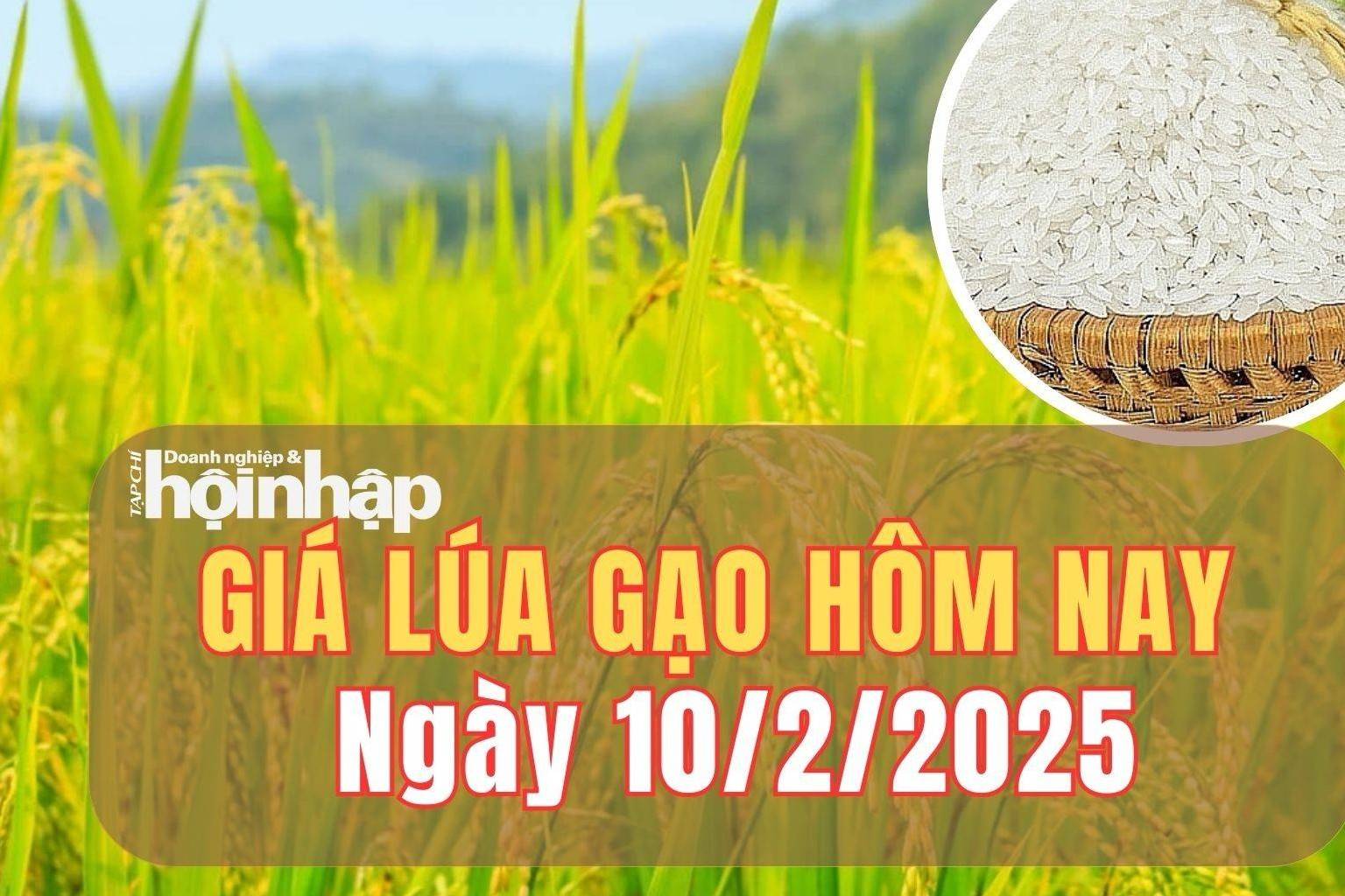 Giá lúa gạo hôm nay 10/2/2025: Giá gạo 5% tấm giảm 25 USD so với cuối năm 2024