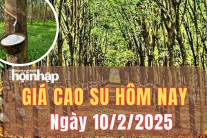 Giá cao su hôm nay 10/2/2025: Giá cao su trong nước và thế giới ổn định trong phiên đầu tuần