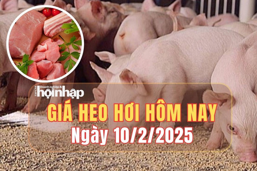 giá heo hơi giá heo hơi
