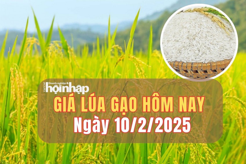 giá lúa gạo